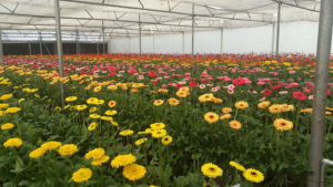 Gerbera Flower