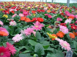 Gerbera Flower