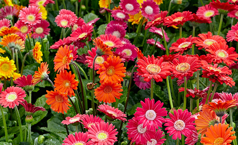 Gerbera Flower