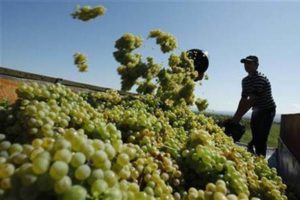 Grapes Farming