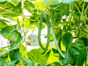 Beans Cultivation