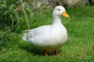 Duck plague vaccine