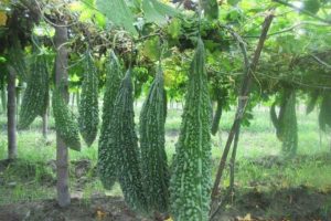 Hybrid Bitter gourd