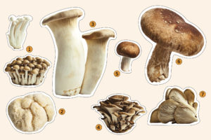 Types of mushrooms