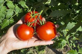 Tomato Farming