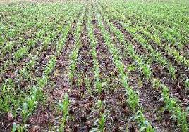 Sorghum Cultivation