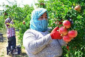 Pomegranate Cultivation