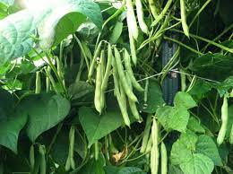 Beans Cultivation