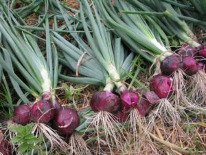 Onion Thrips