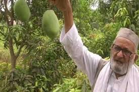 India Mango Man