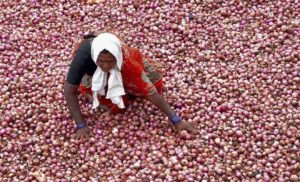 Onion Farmer