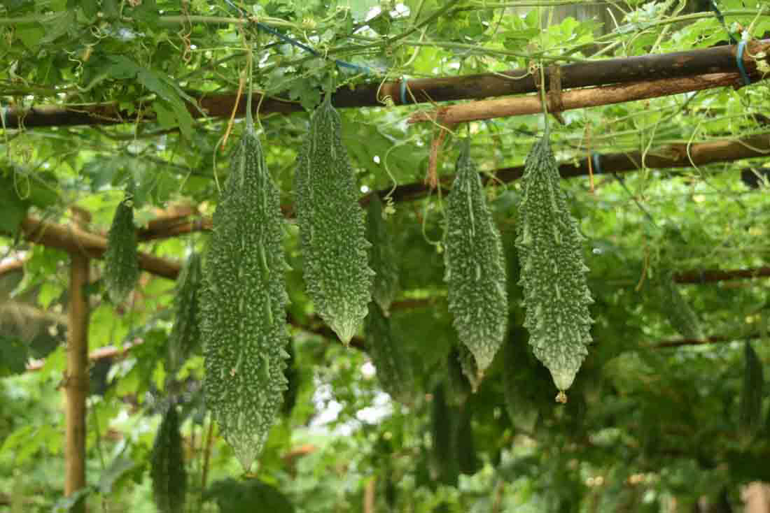 Hybrid Bitter gourd