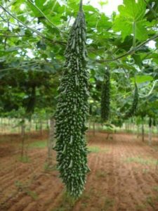 Hybrid Bitter gourd