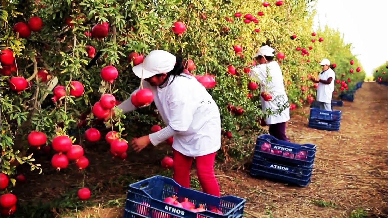 Pomegranate Cultivation