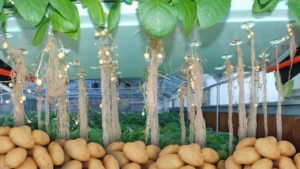 Aeroponics Farming