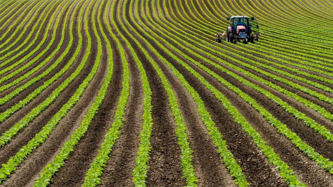 Beans Cultivation