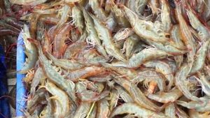 Shrimp prices