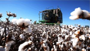 Cotton Farming