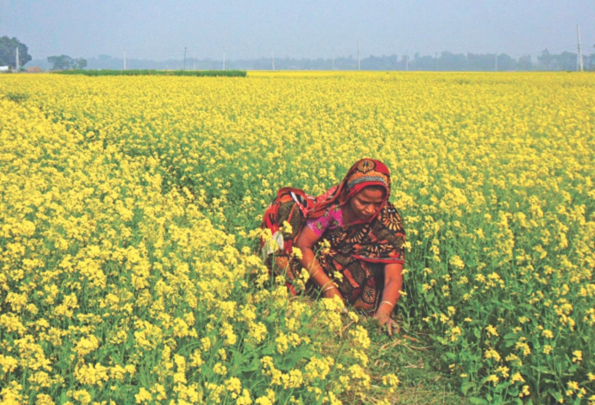 Mustard Cultivation