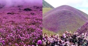 Neelakurinji Flowers Blooming