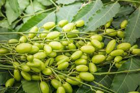 Use Of Neem in Agriculture