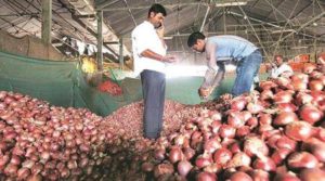 Onion Price