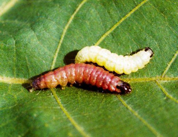 Pink Bollworm