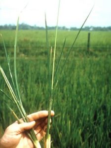 Paddy Crop