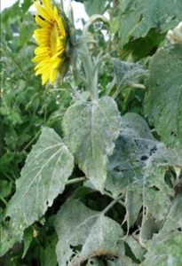 sunflower crop