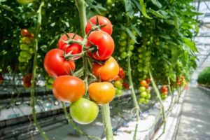 Tomato Farming