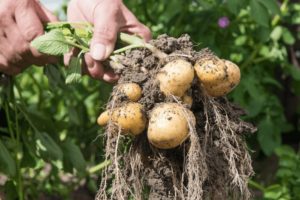 Potato Varieties