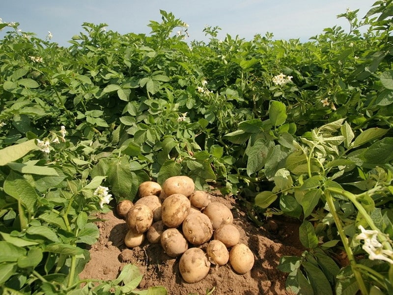 potato-farming