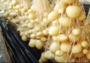 Aeroponics Farming