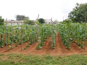 Ridge Gourd 