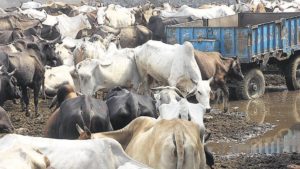 Cattle Shed