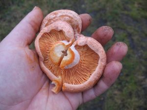 Saffron mushroom