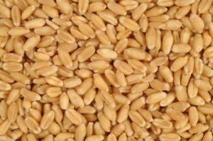  Indian wheat