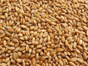 Sharbati wheat