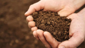 Garden Soil