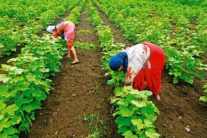 Cotton Farmers