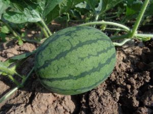 Watermelon Fruit