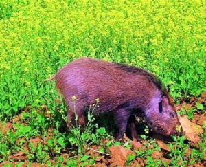 Boar Control in Crops