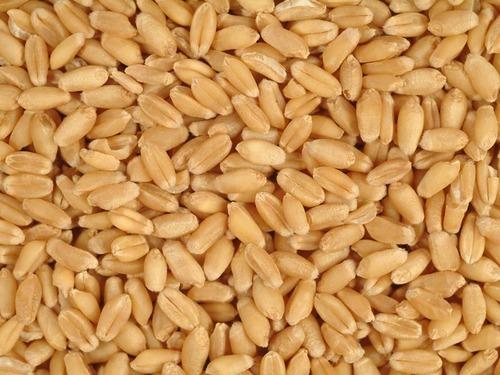 Wheat procurement