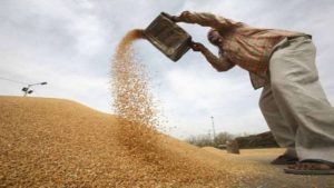 Wheat Farmer