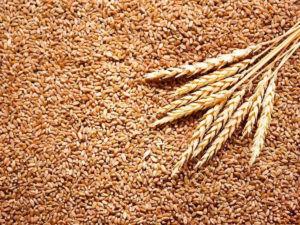 Wheat Procurement