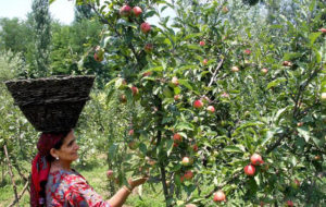 Kashmir Apple 