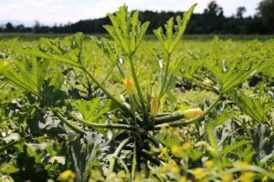 Zucchini Plant