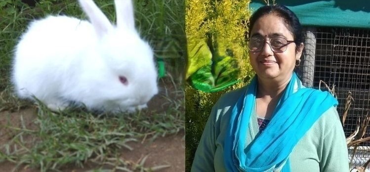 Kullu Rabbit కుందేళ్ళ మాంసం కోసం వ్యాపారం చేయవద్దు: మంజూషా
