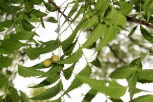 Neem Pesticides