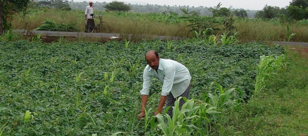 Zero Budget Natural Farming